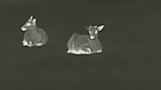 TERMOWIZOR FINDER FL25R смотреть онлайн