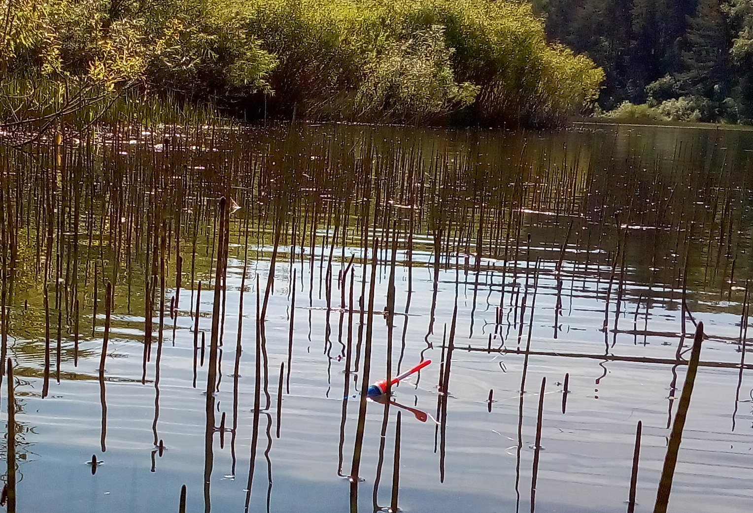 Мощные поклёвки крупных речных КАРАСЕЙ ! Рыбалка на поплавочную удочку. смотреть онлайн