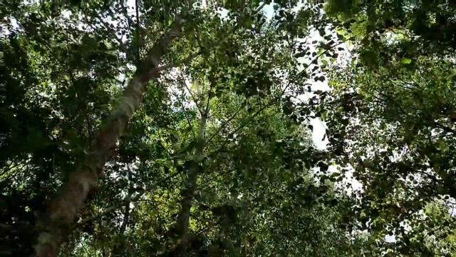 Сон. Ангел милости отходит от земли. смотреть онлайн