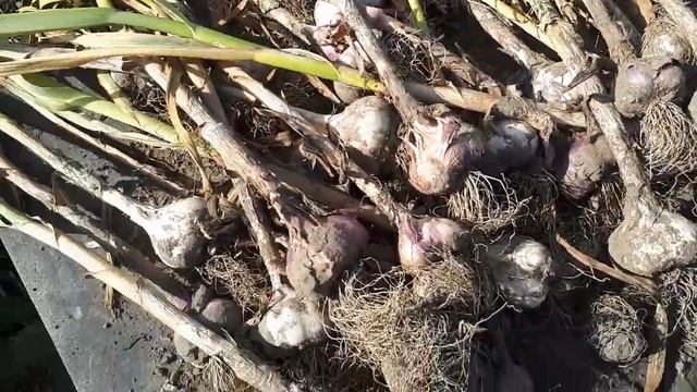 Чеснок и биогумусы. Результаты эксперимента смотреть онлайн