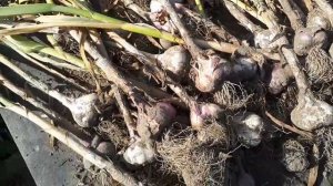 Чеснок и биогумусы. Результаты эксперимента