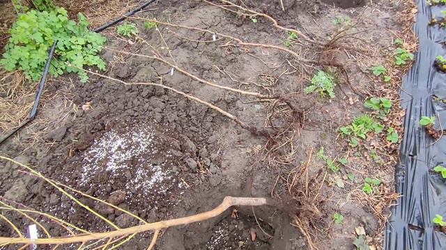 Купив Супер саджанці персику та груші. Розплідник Маценко. Рекомендую @sagentcicom смотреть онлайн
