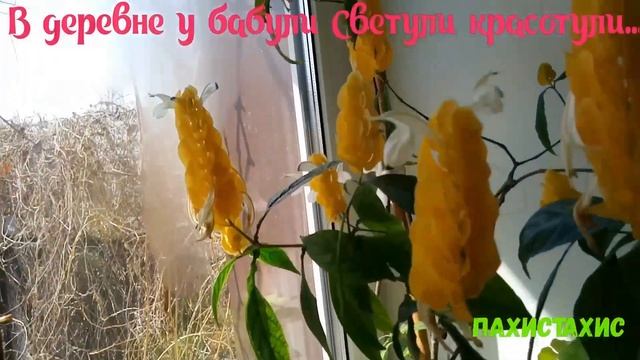 Пахистахис.Мои комнатные цветы и растения.Редкие комнатные цветы ..