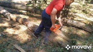 Husqvarna 372XP и сухое дерево акации / Husqvarna 372XP and dry acacia wood