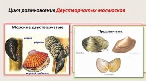 Размножение Двустворчатых моллюсков