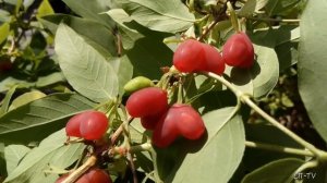 Жимолость красная съедобная