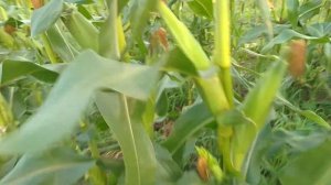 Сорт Аргос ,смотрим результат!