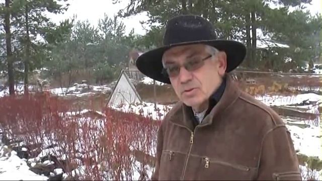 Как правильно укрывать саженцы голубики