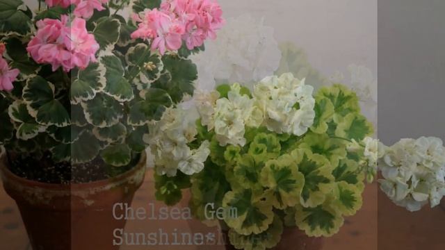 233. Ivory Snow 2 ( 2015~2017) 아이보리 스노우 Pelargonium(제라늄) смотреть онлайн