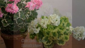 233. Ivory Snow 2 ( 2015~2017) 아이보리 스노우 Pelargonium(제라늄)