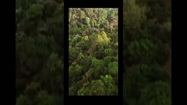 Звуки природы леса
