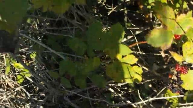 Сбор ягод, рецепт кваса смотреть онлайн