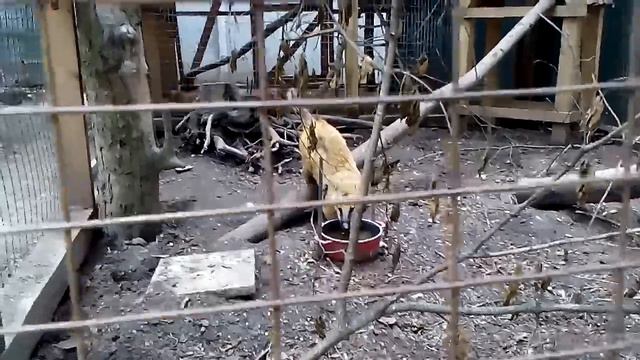 Часть #3 Костя экопарк тигры львы волки обезьянки/Part 3 Kostya ecopark tigers lions wolves monkeys смотреть онлайн