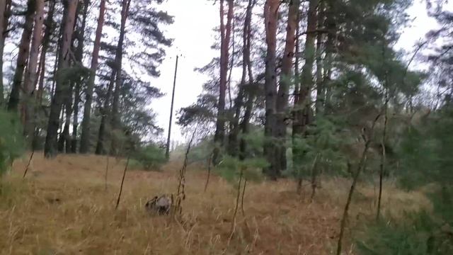 Удачна Тихая Охота! Насобирали Белых Грибов В Шульговке смотреть онлайн