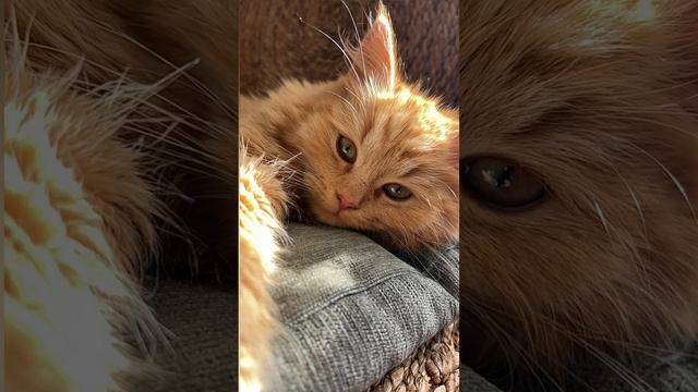 #мантра радости. ещё её называют мантра исполняющая желания смотреть онлайн