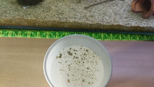 Что я купил в зоомагазине? Эксперимент с дафнией. Как её получить? смотреть онлайн