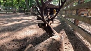 Веломаршрут (велоэкскурсия) по усадьбам и красивым паркам Санкт-Петербурга