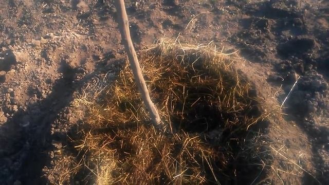 Грецкий орех, закладка сада, схема посадки.