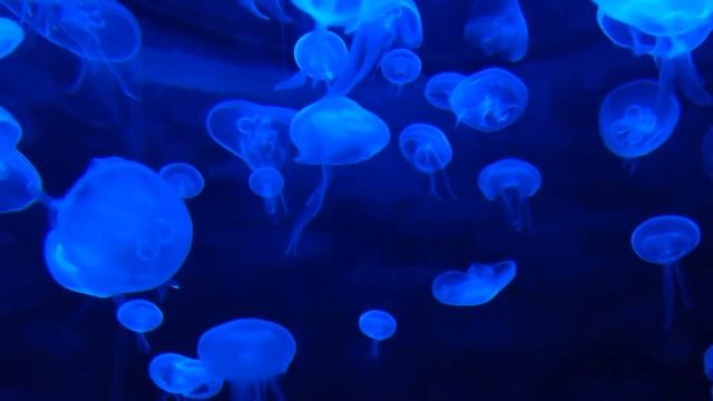 Топ 10 самых чистых морей в мире