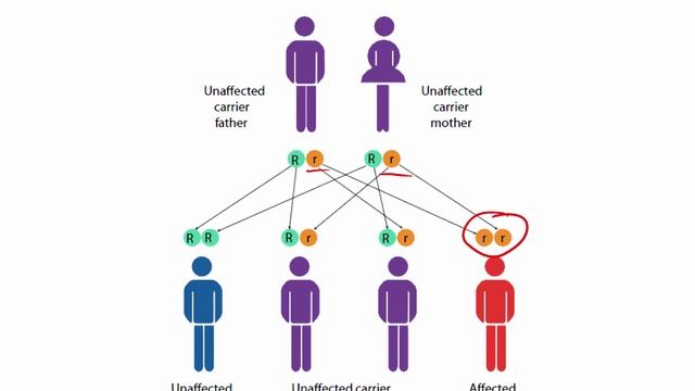 USMLE RX - 1.Биохимия - 2.Генетика -  3.Аутосомно-Рецессивные Заболевания