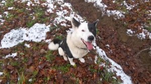 Бюджетный забор и дренажная канава в деревне | чистка участка