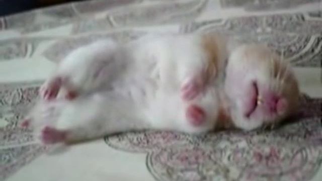 Из Жизни Хомяков/ Hamster`s Life смотреть онлайн