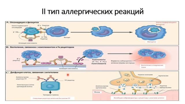 Patoloji Fiziologiya Kafedrası - Аллергия (Патофизиология I, Лекция 5).