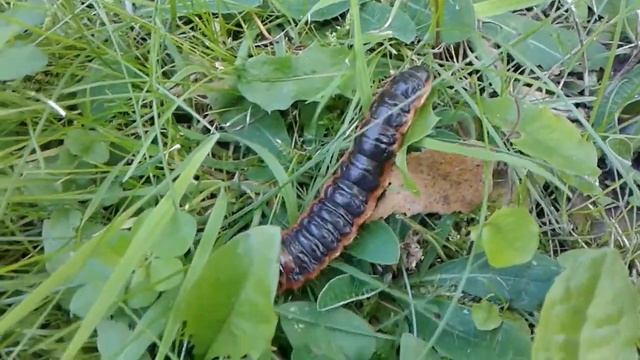 Неожиданная встреча. Древоточец пахучий-(гусеница ночной бабочки) смотреть онлайн