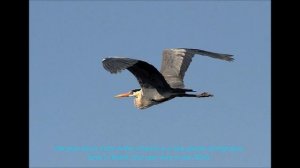 2020-07-21 Серая цапля и коршун в Братске,  +19° C, Сибирь, Россия