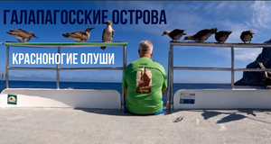 Стая красноногих олушей вместе с туристом  на отдаленных Галапагосских островах