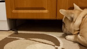 СЛОВИЛ МЫШЬ 🤯 | как французский бульдог охотится