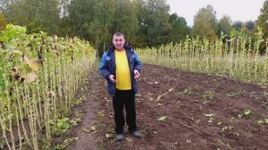 Наконец-то все дома. Убираем стебли табака
