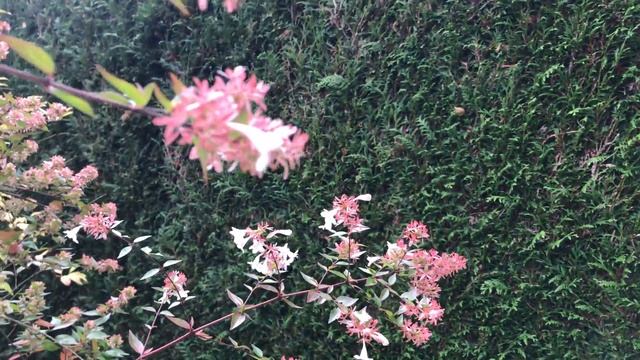 Abélie à grandes fleurs 'Abelia grandiflora' Beauté florale rouge sépales смотреть онлайн