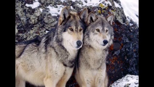 " Матушка Сибирь " смотреть онлайн