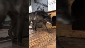 Канадский волк Акела показывает характер, рычит и прыгает на клетку. Северный волк