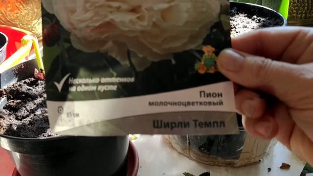 #ПионСараБернар #РозыЛеруа Пионы из Ашана. Как чувствуют себя Розы из Леруа за 280 руб. смотреть онлайн