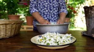 Заготовка ромашки и консервирование на зиму  Азербайджанская Кухня Деревенская Кухня  Рецепты