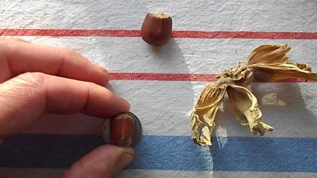 Обзор ореха фундука сорт (Долинский) смотреть онлайн