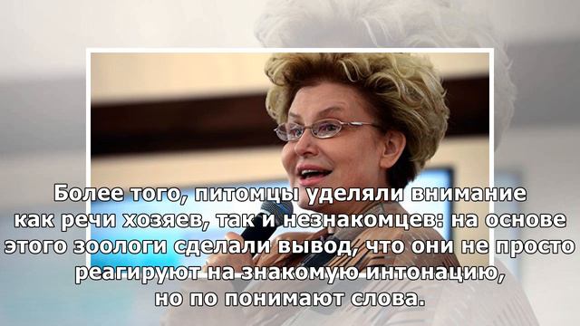 Доказано: кошки умеют реагировать на свое имя смотреть онлайн