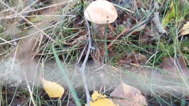 Собираю грибы в осеннем лесу и обрабатываю. смотреть онлайн