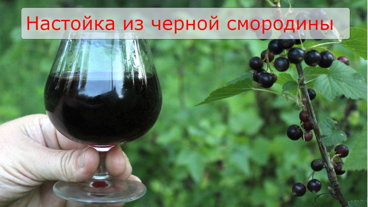 Настойка из чёрной смородины. Лучший рецепт. Проще простого. смотреть онлайн