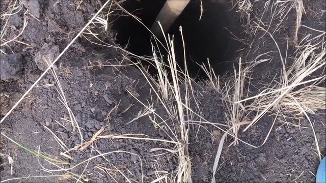 Кто живёт на нашем участке? Мышь полевка, крыса, землеройка? Спасение ящерицы. смотреть онлайн