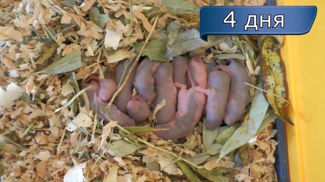 Декоративные крысы 1-7 дней. Новорожденные крысята