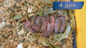 Декоративные крысы 1-7 дней. Новорожденные крысята