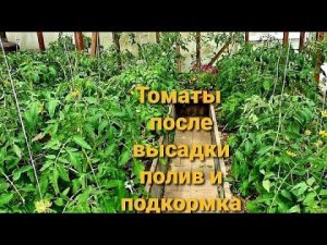 Полила СУПЕР-средством и все поперло)не верю. ТОМАТЫ ПОСЛЕ ВЫСАДКИ.Чем подкормить.