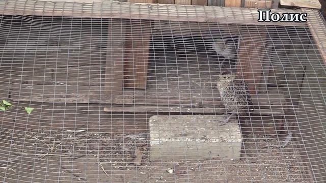 В Гулькевичском охотничьем хозяйстве в самом разгаре процесс инкубации фазанов смотреть онлайн