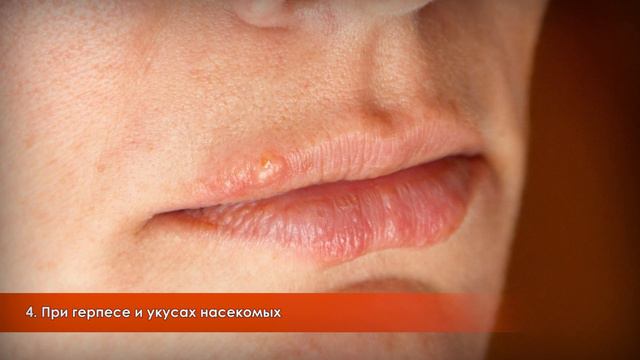 Вот ЧТО ТВОРИТ денежное дерево Толстянка смотреть онлайн