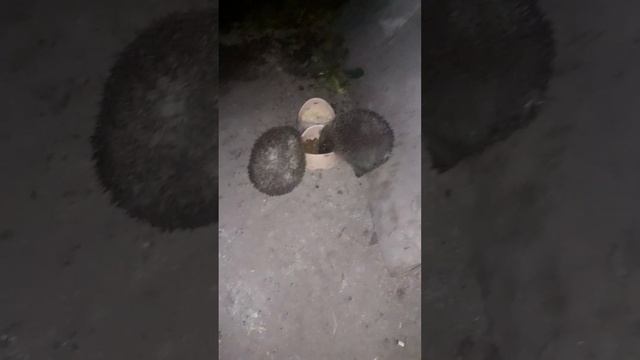 1 сентября 2023 г. смотреть онлайн