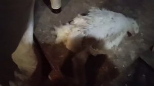 1-5 сутки вес цыплят.Бройлер зачихал.