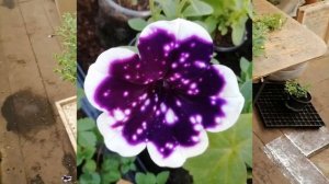 Мой фаворит среди звёздных петуний - Активная фаза роста и развития черенка  AlpeTunia Glacier Sky